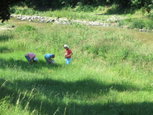 Untersuchungen biologische Gewässergüte